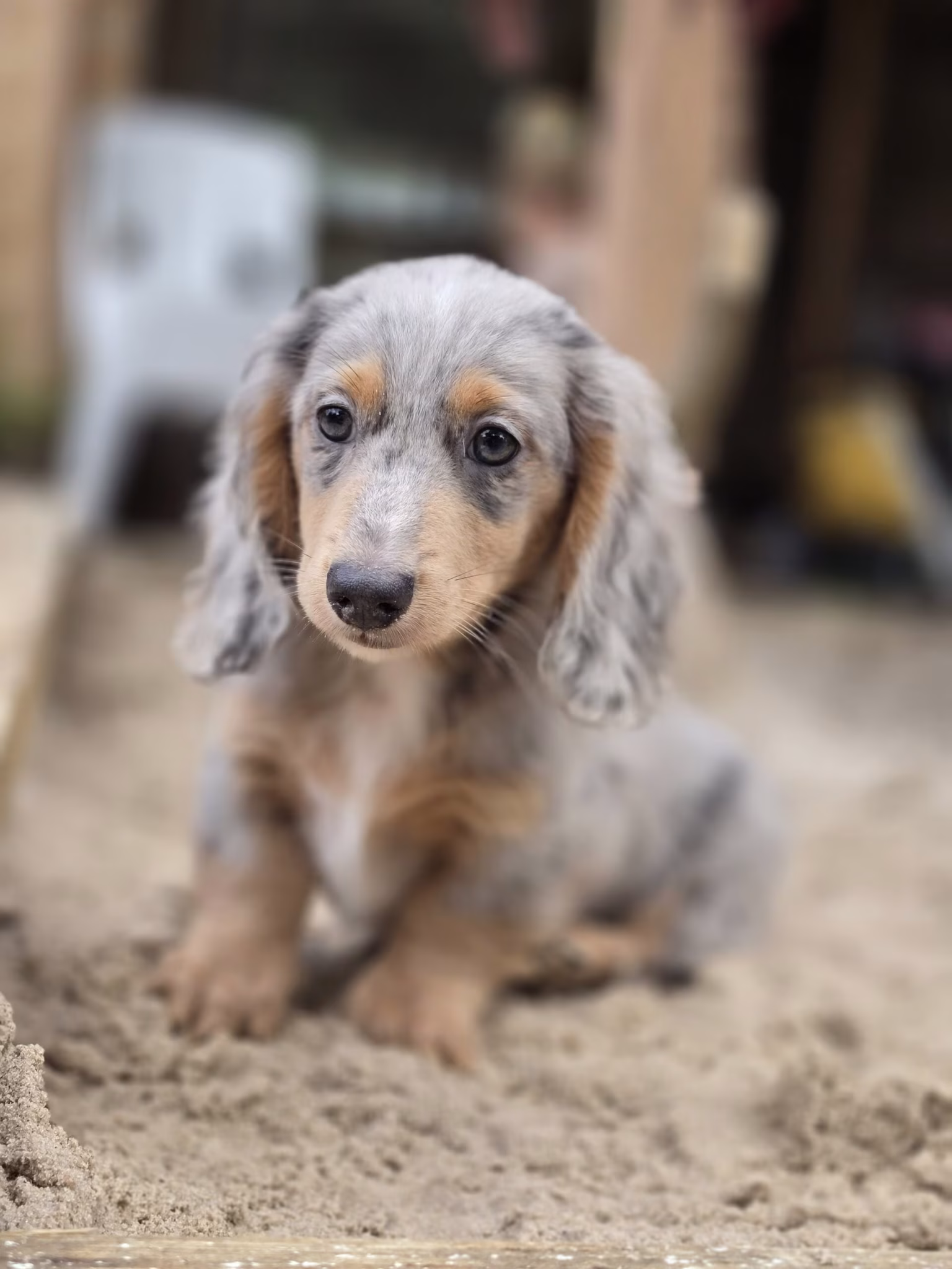 Slate the Dachshund puppy sitting calmly with a soft smooth coat and a gentle, affectionate expression