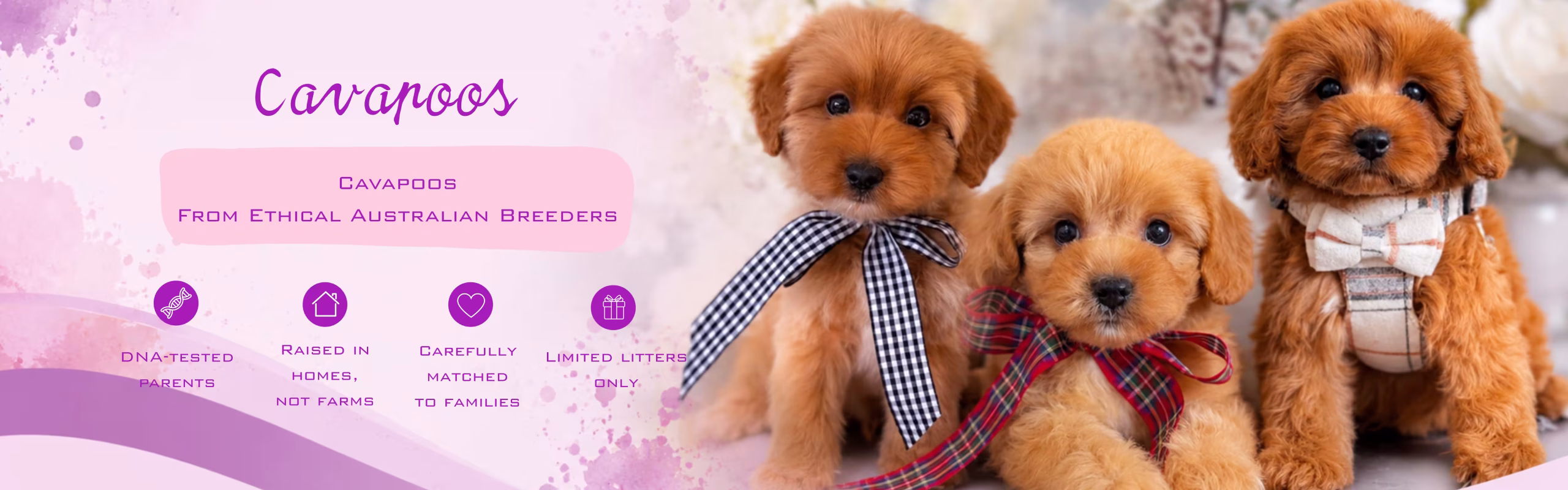 Cavapoos banner featuring multiple puppies with soft curly coats and a warm family-friendly look