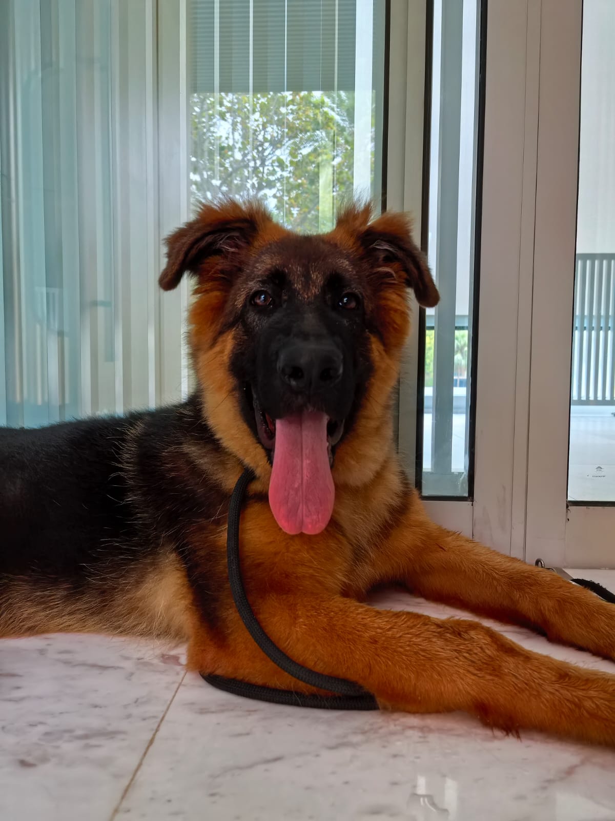 grown up german shepherd