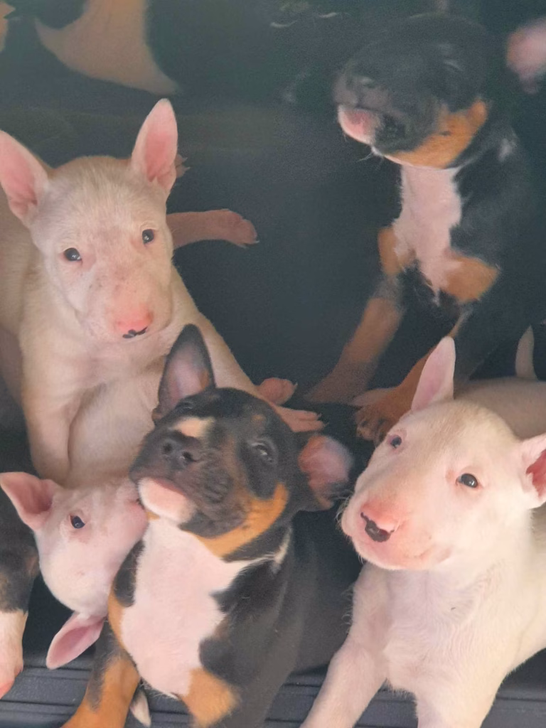 Bull Terrier puppy with a distinctive appearance and confident expression, showing the playful and energetic nature of the breed.