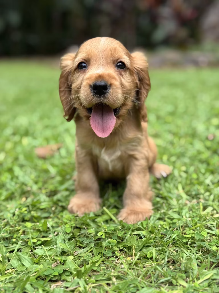 English Cocker Spaniel puppy with silky ears and a sweet expression, ready to bring joy to a loving family.