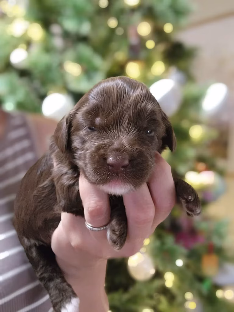 Mini Australian Labradoodle Puppy Curly Coat