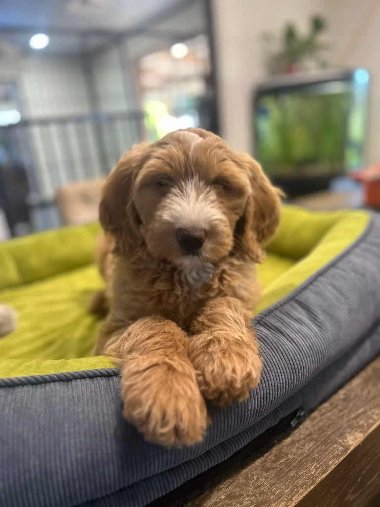 Standard Groodle Puppy Curly Coat
